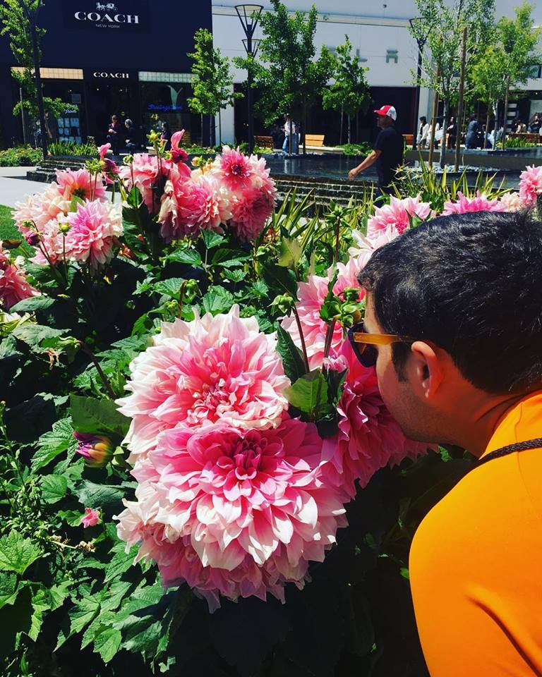 Colorful dahlia flowers